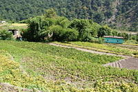 DSC06305